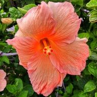 stunningly beautiful hibiscus flower