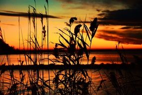 plant outlines on lake at the sunset