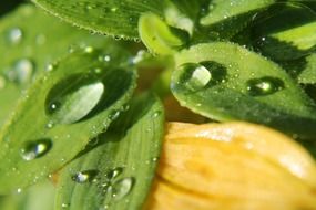 close-up picture of A drop of rain on a plant