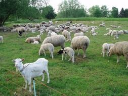 Cute goats on the meadow