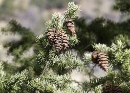 brown cones on green fir tree branches