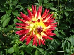 red dahlia flower with green leaves in the garden