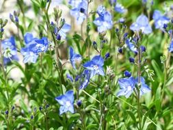 rock speedwell flower
