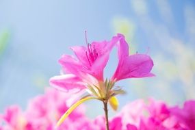 perfect pink flower bloom
