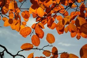 orange autumn leaves on the tree