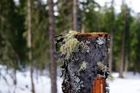 stump and lichens