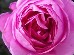 closeup photo of pink rose bud