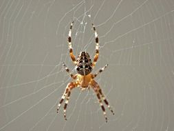 striped spider on a web on a gray background