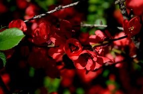 red flowers on a branch with green leaves