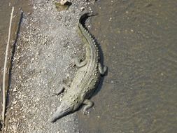 Crocodile in Costa Rica