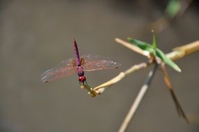 dragonfly red