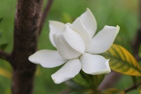 dizzy white petal flora
