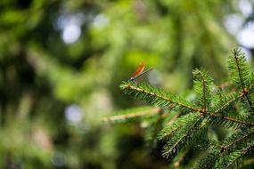 Dragonfly on the tree