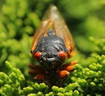 Macro front photo of colorful cicada insect on the green and yellow plants