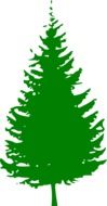 isolated evergreen pine tree
