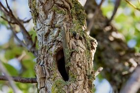 erosion on a tree trunk