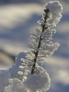 Close-up of the beautiful snow covered branch in light in British Columbia, Canda