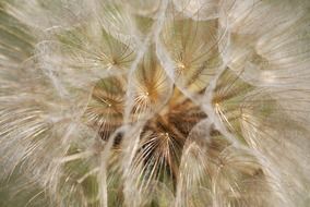 scorzonera seed head close up