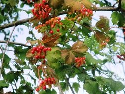 branches with rowan berries at the late summer