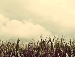 corn field under a cloudy sky