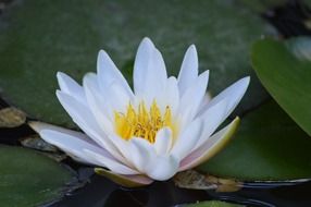 white water lily on a blurred background