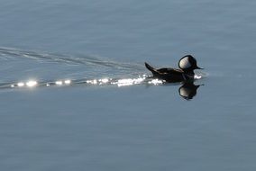 little duck on shiny water