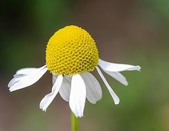 Macro photo of daisies with dipped petals