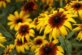yellow flowers in a summer garden close-up on blurred background