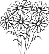 flower daisies bunch drawing