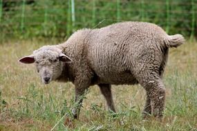 curly cute sheep in a meadow