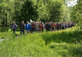 a group of people walk near green trees