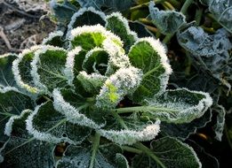 green plant in hoarfrost in the sun close up