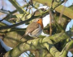 closeup photo of Colorful bird on the tree