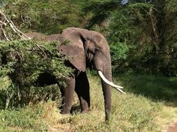 wild elephant in bushes