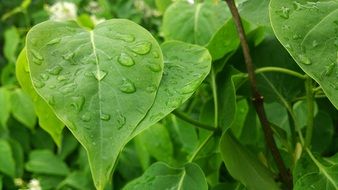 Drops of the water on the foliage