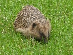 hedgehog on grass