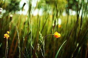 small yellow flowers in the marshland in summer
