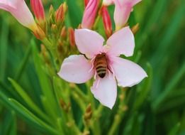 pollination by bees