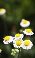 white little daisies on a summer field