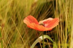 poppy flower in the field
