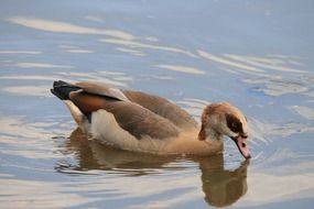 egyptian goose in a water