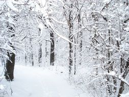 snowy forest in winter