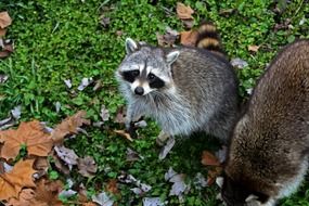 masked raccoons