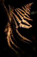 fern in the dark closeup