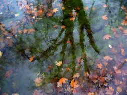 reflection of a tree in a pond with yellow leaves