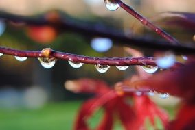 Raindrops on the red branches