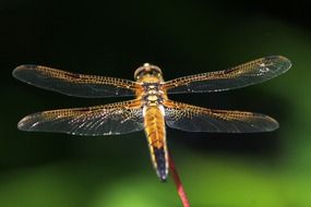 orange dragonfly macro