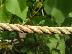 closeup picture of ants on a rope in the woods