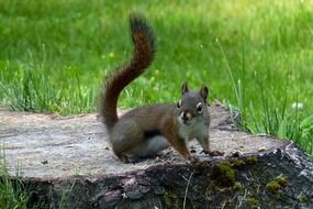 Squirrel on the stone