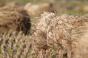 hay stack rice crop